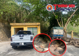 Thanh Hóa: Liên tiếp phát hiện 2 vụ vận chuyển trái phép gỗ sa mu