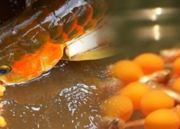 Xác minh làm rõ việc 13 người ăn trứng cá rồng nhập viện 