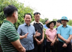 Tăng cường liên kết '3 nhà': Thu hoạch vải thiều dự kiến tăng 30% trong niên vụ 2025