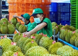Gần 1.000 mã số được cấp mới, cơ hội lớn cho sầu riêng Việt Nam xuất khẩu sang Trung Quốc