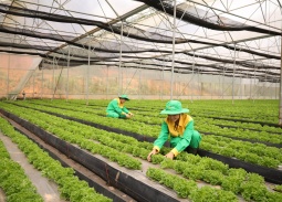 AI mở lối nâng tầm nông sản Việt trong thời đại số hóa