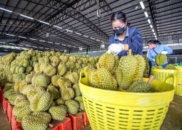 Xuất khẩu rau quả lập kỷ lục 7,91 tỷ USD trong 11 tháng