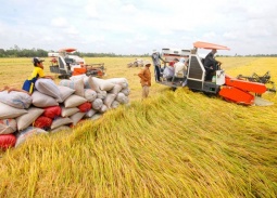 Bộ Công Thương định hướng các giải pháp thúc đẩy xuất khẩu gạo bền vững