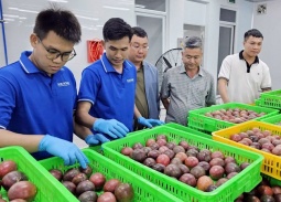 Ngành hàng chanh leo Việt Nam hướng đến phát triển bền vững theo chuỗi liên kết