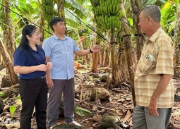 Hợp tác xã Thanh Bình (Đồng Nai): Cây chuối mở lối thoát nghèo bền vững cho người dân địa phương