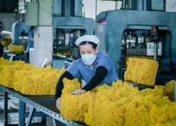 Ngành cao su Việt dự kiến đạt 11,6 tỷ USD trong năm 2025