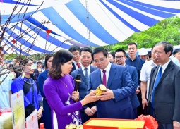 Trà hoa vàng Hakodae Orgavina: “Nữ hoàng của các loài trà” giữa núi rừng miền Bắc 