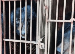 Hà Nội là điểm nóng lớn nhất về nuôi nhốt gấu tại Việt Nam  