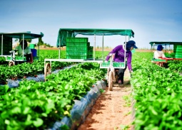 7 nhiệm vụ trọng tâm của ngành Nông nghiệp và Môi trường trong năm 2026