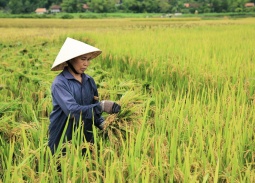 Các trường hợp miễn thuế sử dụng đất nông nghiệp từ ngày 1/1/2026 đến hết năm 2030