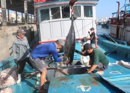 Tiêu chuẩn bền vững MSC, tấm vé để cá ngừ Việt giữ thị phần tại Canada