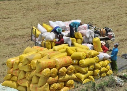 Việt Nam dự kiến xuất khẩu 7,73 triệu tấn gạo trong năm 2026