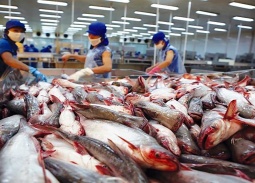 Năm 2025, Việt Nam thu gần 2,2 tỷ USD từ xuất khẩu cá tra