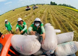 Gạo phát thải thấp: 'Chìa khóa' nâng tầm thương hiệu và giá trị xuất khẩu gạo Việt