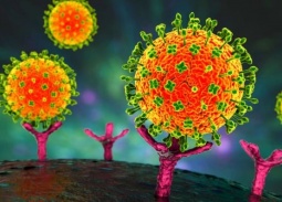 Việt Nam chưa ghi nhận trường hợp mắc bệnh do virus Nipah