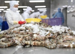 Xuất khẩu tôm Việt Nam sang Trung Quốc tăng mạnh nhờ phân khúc cao cấp