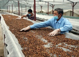 Doanh nghiệp cà phê cần tuân thủ các quy định bền vững và rào cản EUDR mới