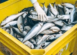 Xuất khẩu thủy sản tăng tốc đầu năm, châu Á dẫn nhịp