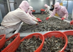 Tôm Việt trước sức ép mới khi Ấn Độ đẩy mạnh xuất khẩu sang EU