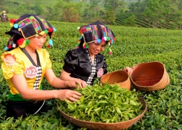 Xây dựng thương hiệu là chìa khóa để ngành chè Việt Nam bứt phá