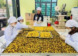 “Vàng xanh” từ đại ngàn: Khi chè hoa vàng bước ra thị trường