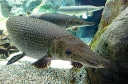 Thanh Hóa: Vụ ngộ độc thực phẩm là do ăn trứng cá sấu hỏa tiễn