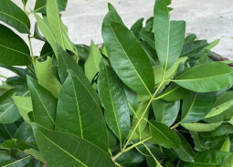 Top 4 loại trà thanh nhiệt nên uống sau chuỗi ngày ăn Tết