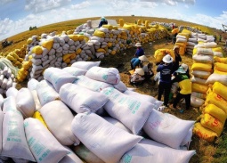 Gạo Việt khẳng định vị thế bằng chất lượng và tăng trưởng xanh