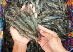 Xuất khẩu tôm Việt đón 'tin vui' từ Mỹ và Trung Quốc