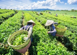 Ngành chè Việt Nam phục hồi ấn tượng, kiến tạo giá trị cao trong chuỗi toàn cầu