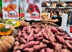 Người Nhật chi hơn 6.000 tỷ đồng mua rau quả Việt: Hoa cúc, chuối và khoai lang chiếm ưu thế