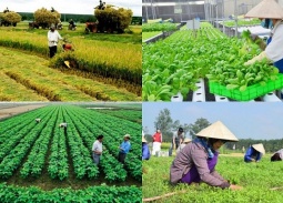 Hỗ trợ Hợp tác xã chuyển đổi số và nâng cao năng lực cạnh tranh năm 2026