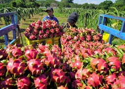 Xung đột Trung Đông: Nông sản Việt 'xoay trục' chiến lược để giữ vững thị phần xuất khẩu