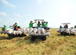 Nông sản Việt đối mặt 'thử thách kép', Thủ tướng ra chỉ đạo khẩn