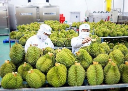 Xuất khẩu gạo và rau quả sang Trung Quốc tăng trưởng kỷ lục