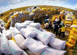 Xuất khẩu gạo chuyển dịch từ 'số lượng' sang 'chất lượng' để giữ vững giá trị tỷ USD