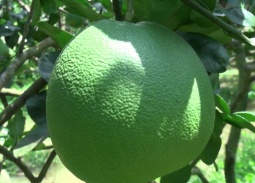 Australia công bố điều kiện nhập khẩu cho bưởi tươi của Việt Nam