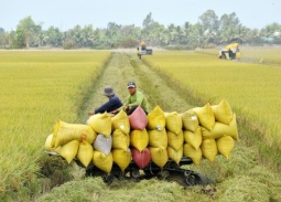 Ngành lúa gạo Việt Nam và bài toán nâng cao giá trị bền vững