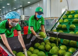 Bưởi và chanh Việt Nam rộng cửa xuất khẩu chính ngạch sang Trung Quốc