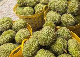 Xuất khẩu sầu riêng Việt đón cơ hội từ thị trường Ấn Độ