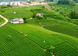 Từ chén trà đến mục tiêu tỷ đô: Hành trình nâng tầm chè Thái Nguyên