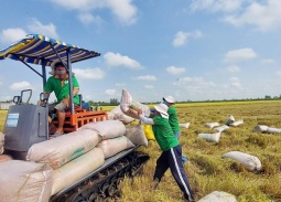 Giá gạo thế giới tăng mạnh, cơ hội để gạo Việt bứt phá