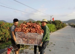 Bắc Ninh: Sản lượng vải thiều giảm 50%, doanh thu vẫn cán mốc 3.700 tỷ đồng