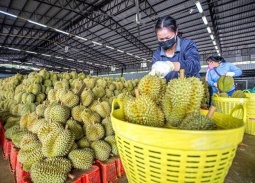 Nông sản Việt đối mặt những thách thức mới tại thị trường Trung Quốc 