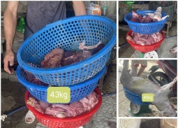 Thanh Hóa khởi tố 3 đối tượng mua bán, giết mổ lợn dịch bán ra thị trường