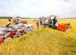 Xuất khẩu gạo giữ nhịp tăng trưởng, hướng tới giá trị 'xanh'