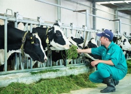 Chăn nuôi Việt Nam: Từ cuộc đua sản lượng sang cuộc đua tiêu chuẩn