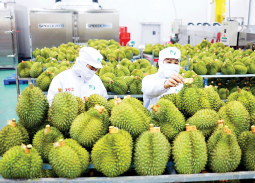 Hoàn thiện 'hạ tầng kỹ thuật' để xuất khẩu rau quả sang Trung Quốc bứt phá