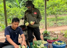 Sản phẩm Na La Hiên, Thái Nguyên – Nâng tầm thương hiệu trên thị trường nông sản