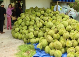 Sầu riêng Việt Nam hướng tới mốc xuất khẩu 4 tỷ USD